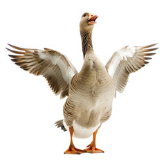 Goose with outstretched wings on a transparent background.