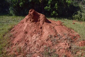 A large termite mound in a nature reserve in Zimbabwe