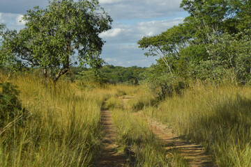 Dirt road through the bush in a nature reserve in Zimbabwe