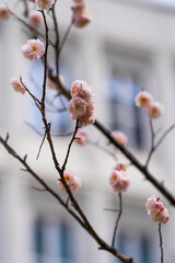 Close-up of a branch with delicate pink blossoms