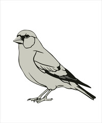 Goldfinch Bird Victor Design