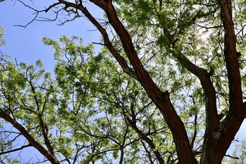 A view of the tall spring tree in the woods.