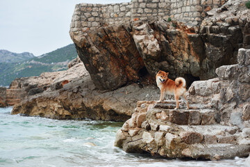 A Shiba Inu stands proudly on rocky steps by the sea, exploring the rugged coastal terrain. Pet in...
