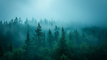 Moody Morning in Pine Forest: Documentary Photography
