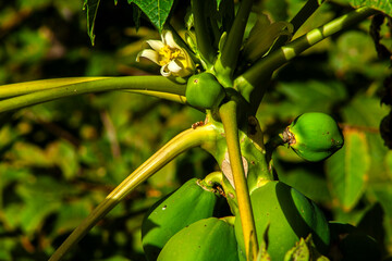 Papaya tree in the orchard of Brazil