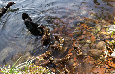 Mamá pata y patitos en el agua
