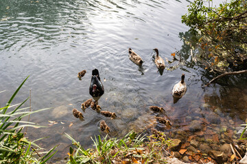 Mamá pata y patitos en el agua
