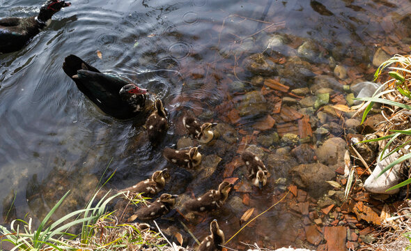 Mam&aacute; pata y patitos en el agua