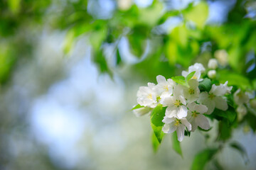 a spring apple orchard, tree branches with white flowers and green leaves