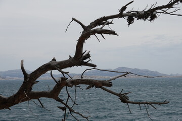Branche d'arbre mort devant la mer