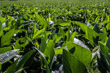 Naklejka premium Rural landscape with fresh green soy field. Soybean field, in Brazil.