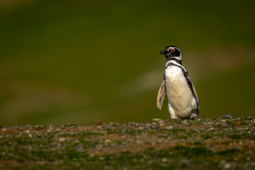 Magellanic penguin waddles over brow of hill