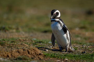 Magellanic penguin walks across slope in sunshine
