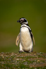 Magellanic penguin waddles over grass lifting foot