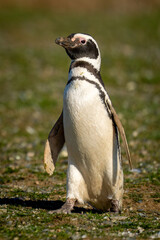Magellanic penguin with catchlight crosses grassy slope