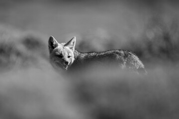 Mono South American gray fox behind bushes