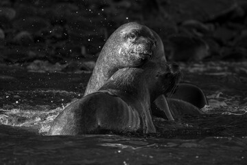 Mono South American sea lions play fight