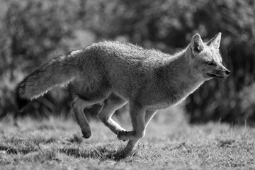 Mono South American gray fox running past
