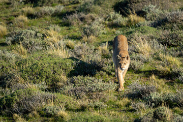 Puma crossing scrubland in sunlight toward camera