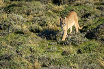 Puma crossing scrubland in sunshine casting shadow