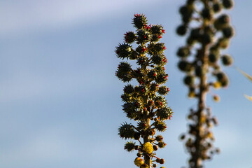 Fototapeta premium Ricinus Communis plant on field in Brazi Castor bean seeds and flowers with selective focus