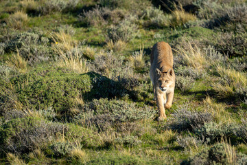 Puma crossing scrubland in sunlight towards camera