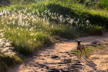 small caramel-colored dog on a rural dirt road in Brazil