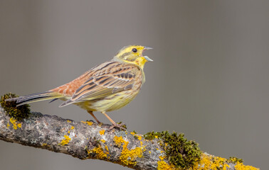 Yellowhammer  - male in spring at a wet forest