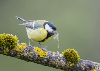 Great tit in spring at a wet forest