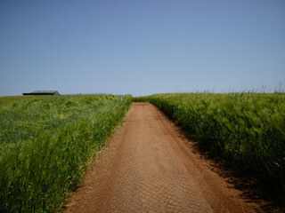 청보리밭 사잇길