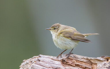 Common chiffchaff -  in early spring at a wetland 
