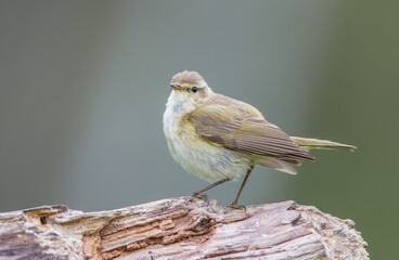 Common chiffchaff -  in early spring at a wetland 