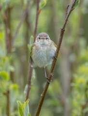 Common chiffchaff -  in early spring at a wetland 