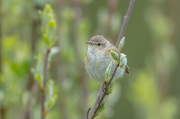 Common chiffchaff -  in early spring at a wetland 