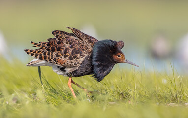 Ruff - male bird at a wetland on the mating season in spring
