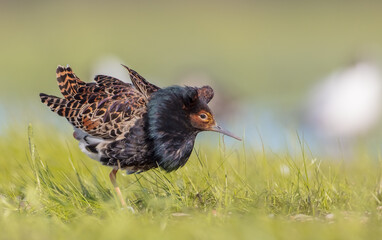 Ruff - male bird at a wetland on the mating season in spring