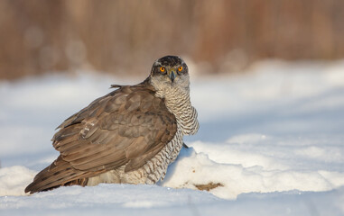 Northern Goshawk - adult bird at a wet forest in winter