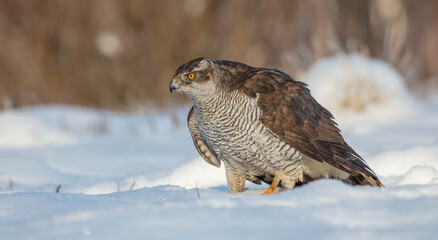 Northern Goshawk - adult bird at a wet forest in winter