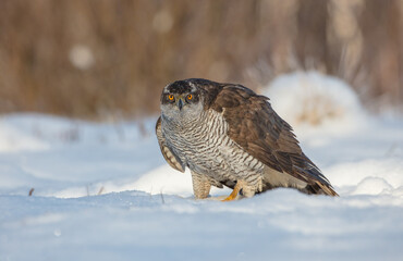 Northern Goshawk - adult bird at a wet forest in winter