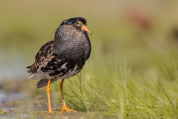 Ruff - male bird at a wetland on the mating season in spring