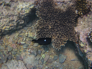 Colorful inhabitants of the coral reef of the Red Sea. Undersea world. Sea fish.