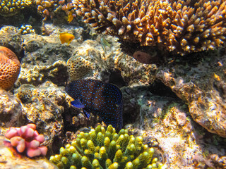 Colorful inhabitants of the coral reef of the Red Sea. Undersea world. Sea fish.