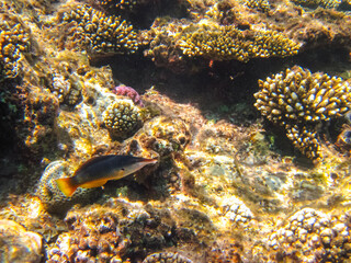 Colorful inhabitants of the coral reef of the Red Sea. Undersea world. Sea fish.