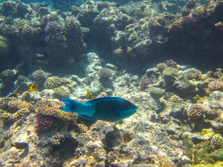Colorful inhabitants of the coral reef of the Red Sea. Undersea world. Sea fish.