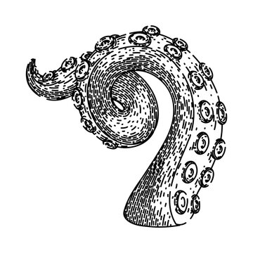 recommend clip art: squid octopus kraken tentacle hand drawn. sea tattoo, art underwater, fantasy isolated squid octopus kraken tentacle vector sketch. isolated black illustration