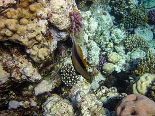 Colorful inhabitants of the coral reef of the Red Sea. Undersea world. Sea fish.