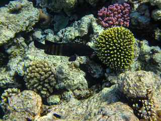 Colorful inhabitants of the coral reef of the Red Sea. Undersea world. Sea fish.