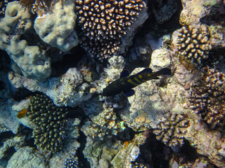 Colorful inhabitants of the coral reef of the Red Sea. Undersea world. Sea fish.