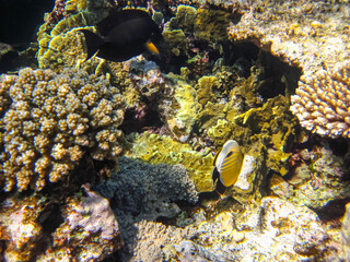 Colorful inhabitants of the coral reef of the Red Sea. Undersea world. Sea fish.