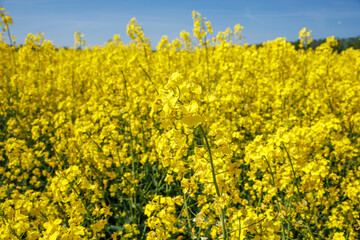 field of beautiful springtime golden flower of rapeseed with blue sky, canola colza in Latin Brassica napus, rapeseed is plant for green industry